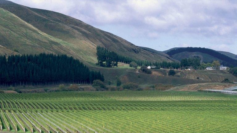 Landscape of Craggy Range vineyard in New Zealand