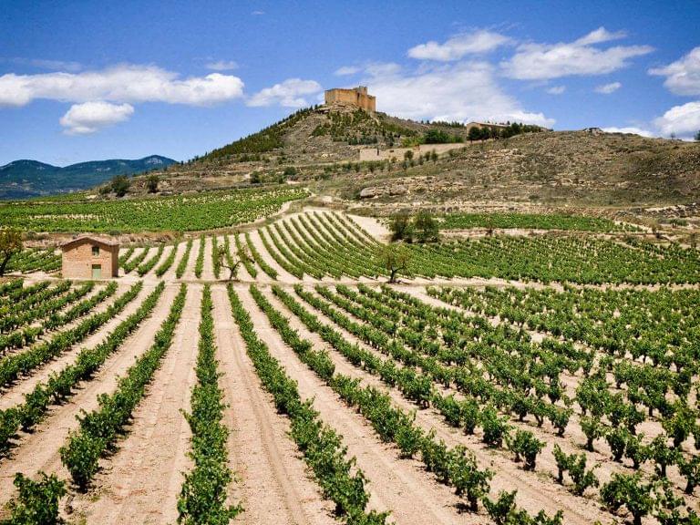 Landscape of Rueda vineyard in Spain