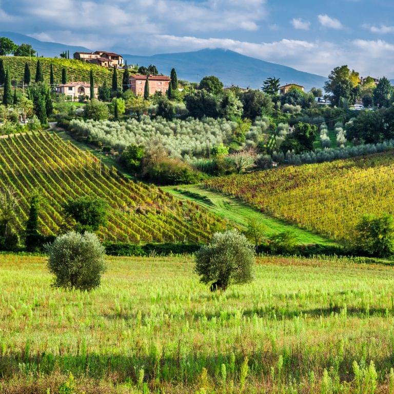 Landscape of a vineyard in Tuscany Italy