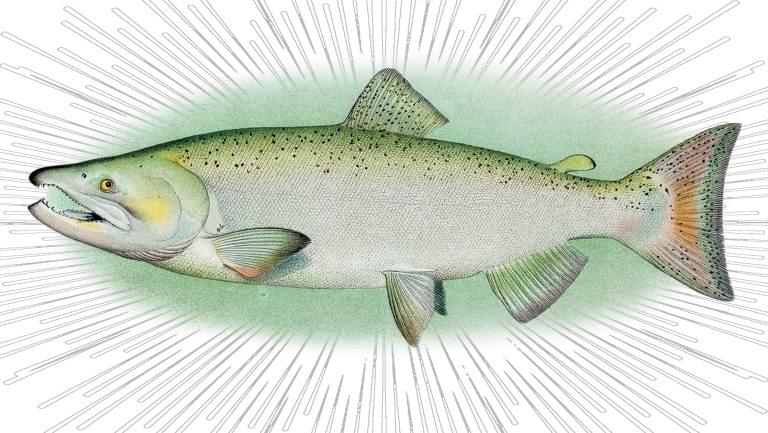 A colorful illustration of Salmon