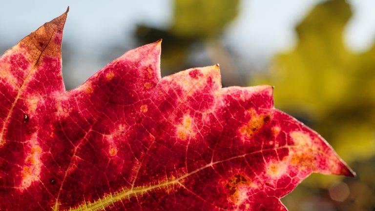 red blotch afflicting leaves