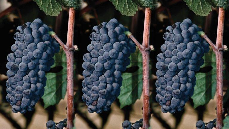 pinot noir clones