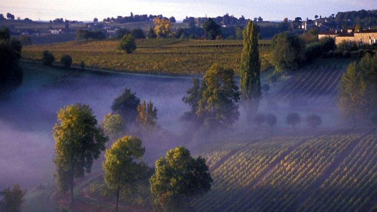 Mist in Sauternes