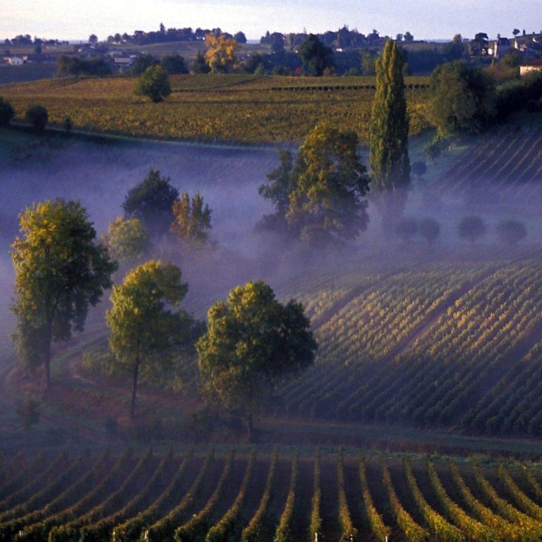 Mist in Sauternes