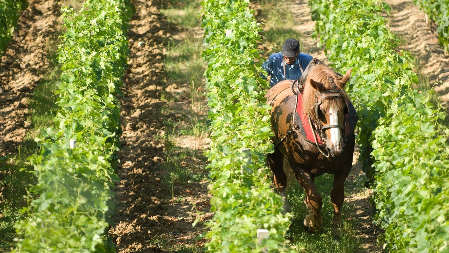 man on horseback vineyards in Bordeaux