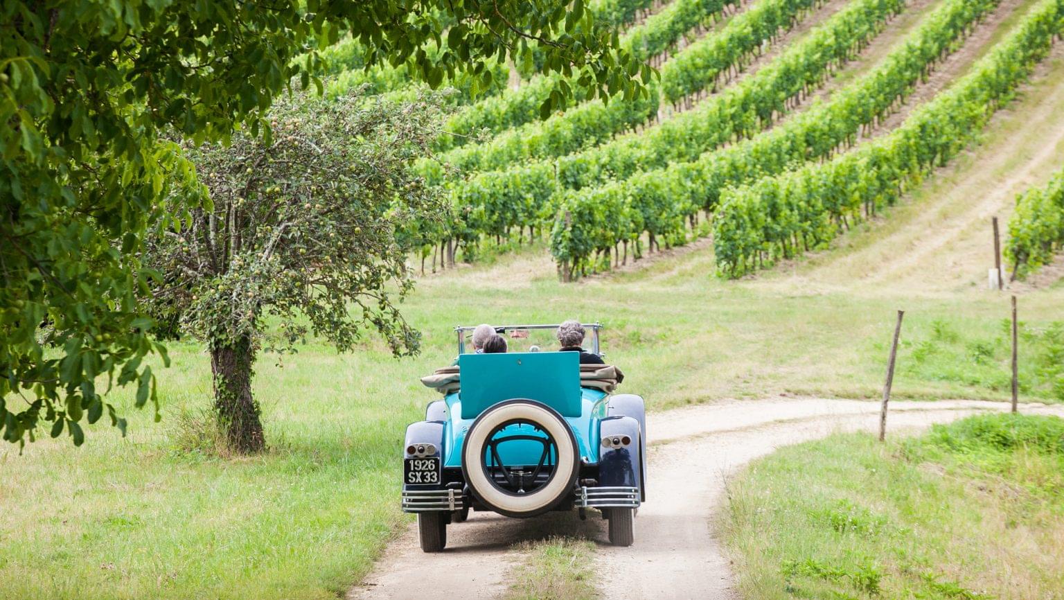 vineyards in Bordeaux