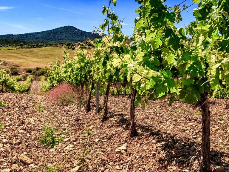 vineyard in Cariñena