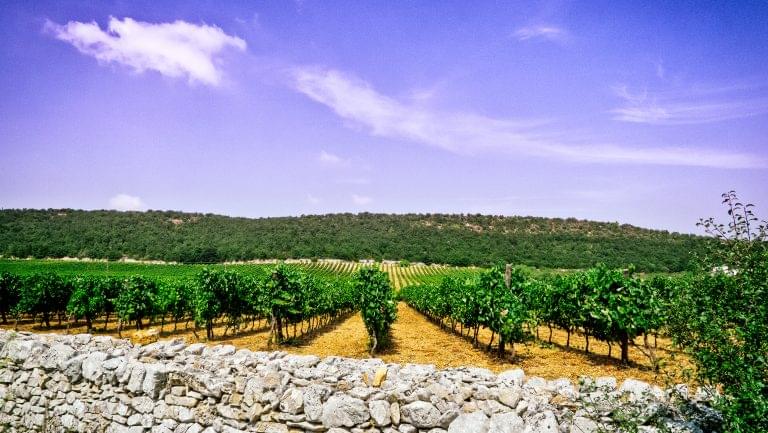 Puglia vineyard