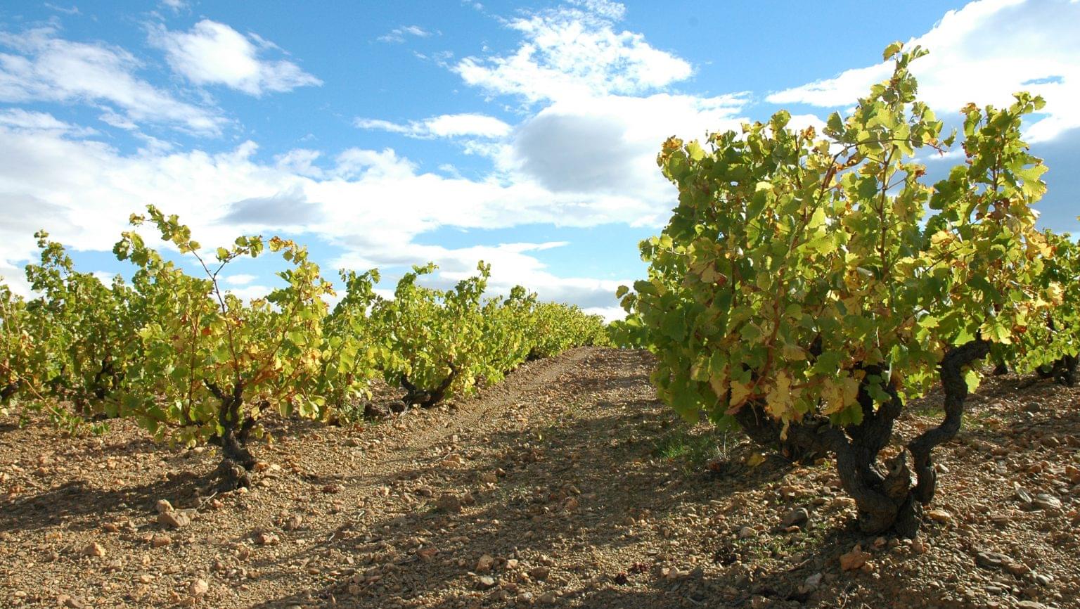 vineyards in Roussillon, France