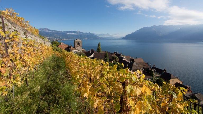 vineyards in Switzerland