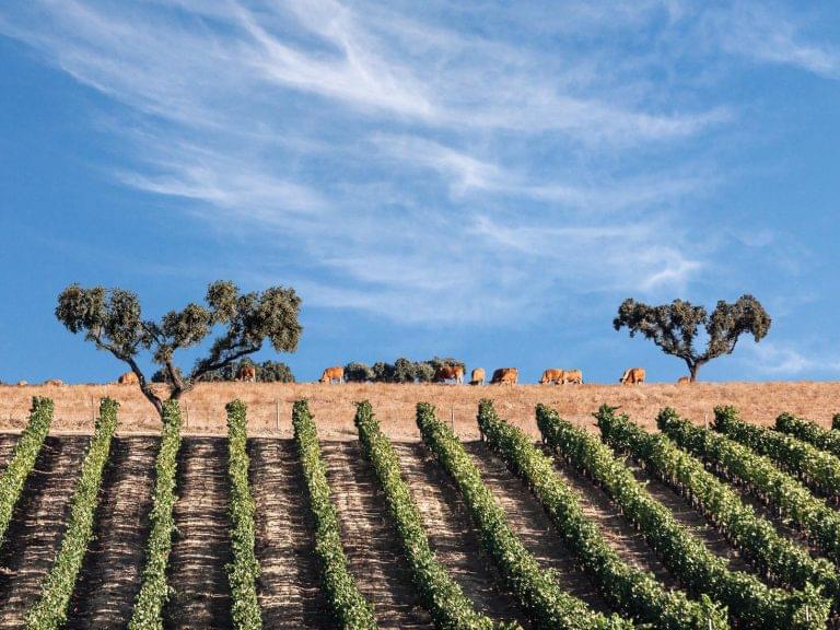 Wines of Alentejo