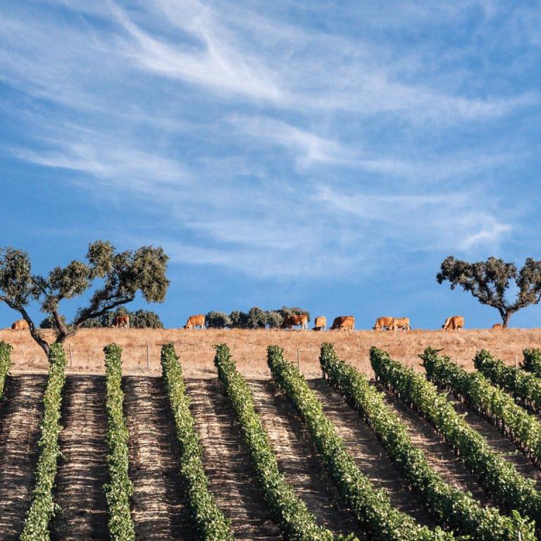 Wines of Alentejo