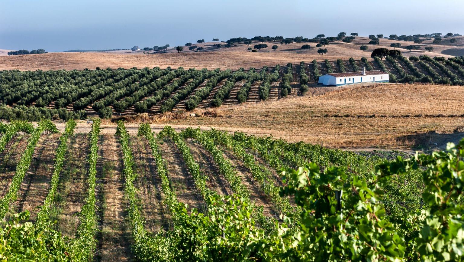 Wines of Alentejo