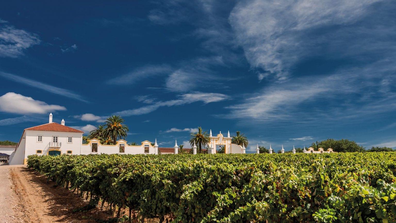 Wines of Alentejo