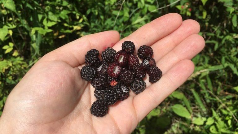 Black Raspberries