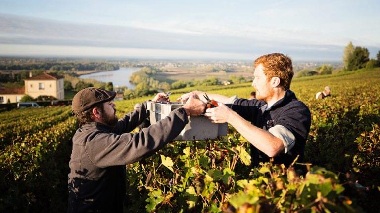 Bordeaux harvest