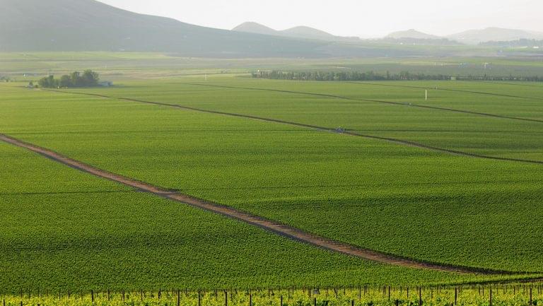 Goose Ridge Estate Winery vineyard