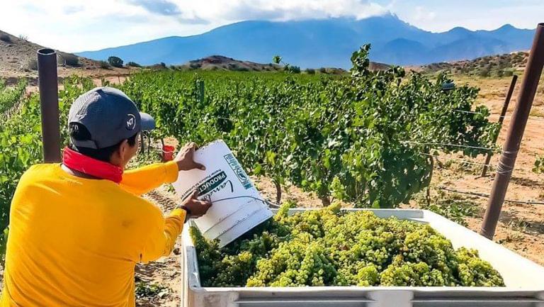 Why Gruet Partnered with a Native American Tribe to Grow Grapes