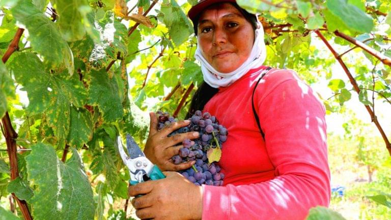 Peruvian Quebranta grapes