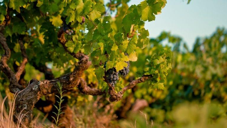 Vineyard in the Dão region