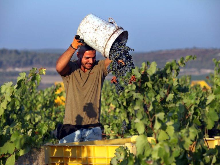 Wines of Israel