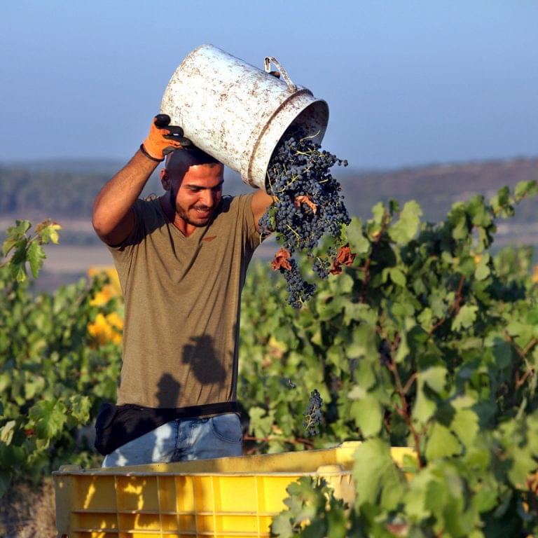 Wines of Israel