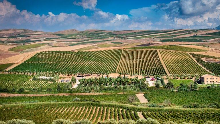 Donnafugata vineyards.