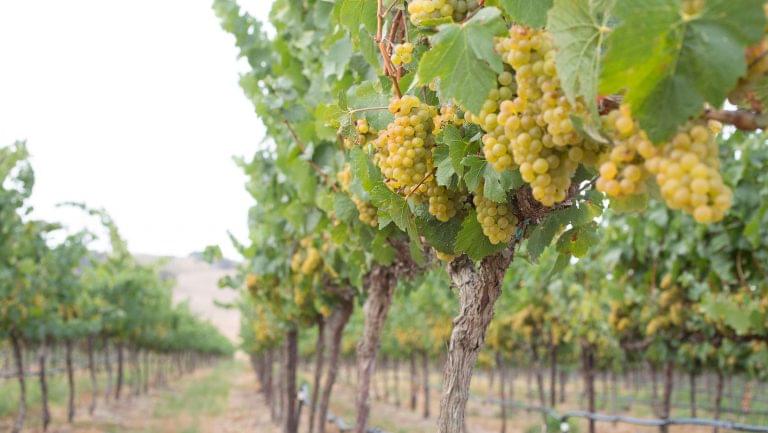 Wente selection Chardonnay grapes