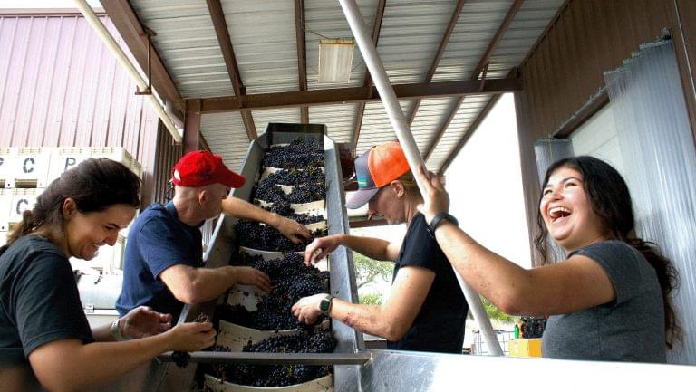 Harvest at Pedernales Cellars