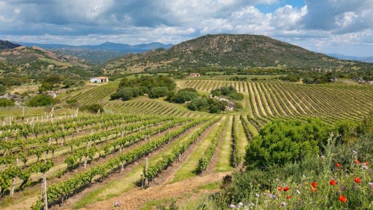 A wide landscape photograph of a Sella Mosca vineyard