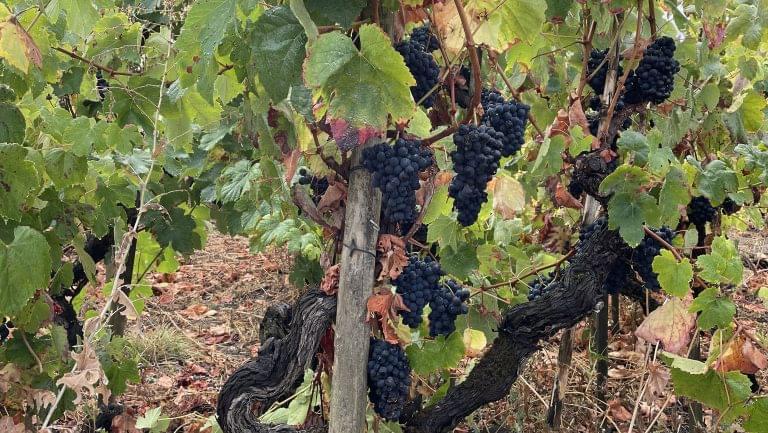 A photo of Baga grapes on the vine