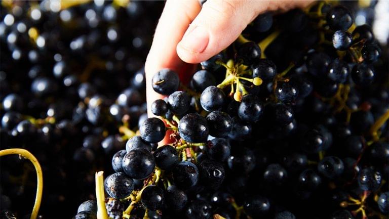 A closeup of a hand examining Shiraz grapes