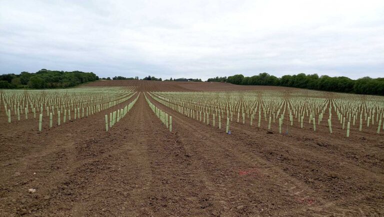 A picture of a Jackson Family Wines vineyard