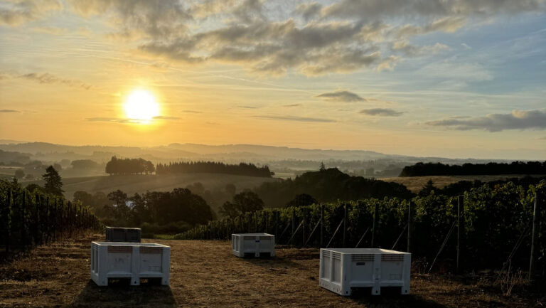 A photo of a vineyard at dawn